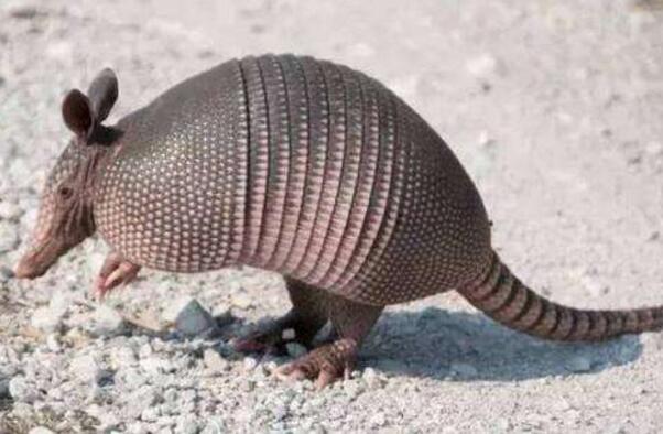 ��������ʲô��˼ ���������ĸ�ԭʼɭ��