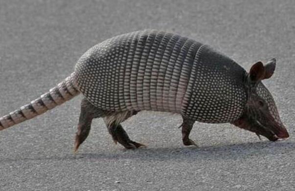 ��������ʲô��˼ ���������ĸ�ԭʼɭ��