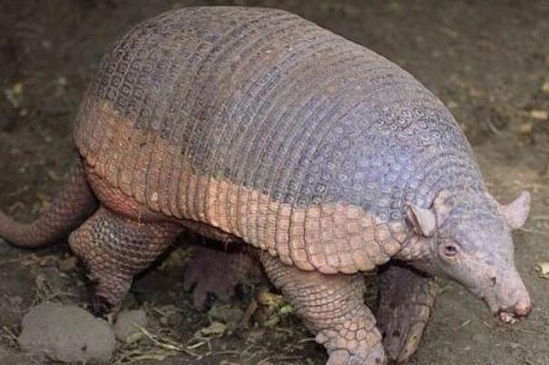 ��������ʲô��˼ ���������ĸ�ԭʼɭ��