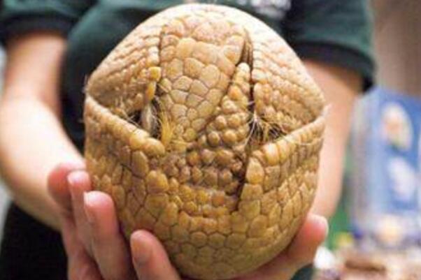 ��������ʲô��˼ ���������ĸ�ԭʼɭ��