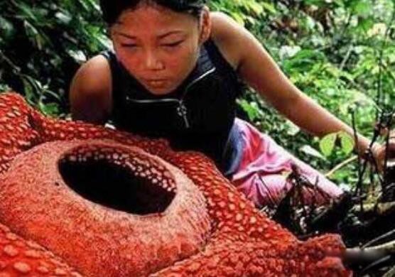 吸血树是什么植物 吸人血视频真实图片