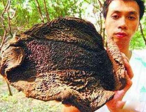 吸血树是什么植物 吸人血视频真实图片