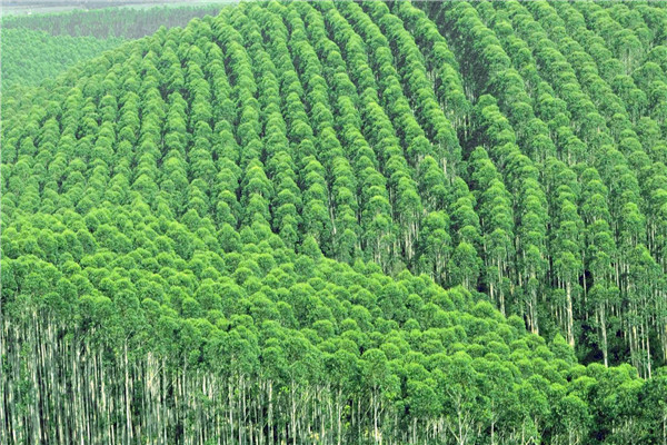 世界最高树是多米 世界第一高树在哪里生长