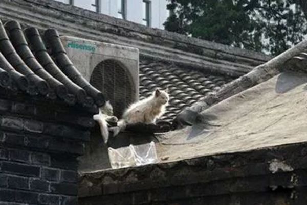 �������쳵��һ������� ��ʵ��������ײ���¼�����Ƶʼĩ