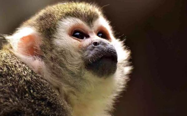 �����������ĺ��ӳ�ʲô�� �������ں��ͼƬ����