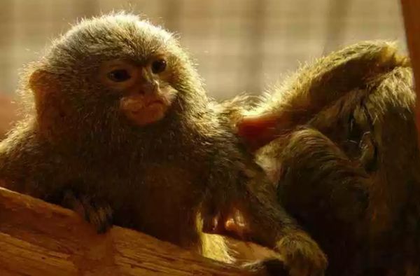 �����������ĺ��ӳ�ʲô�� �������ں��ͼƬ����