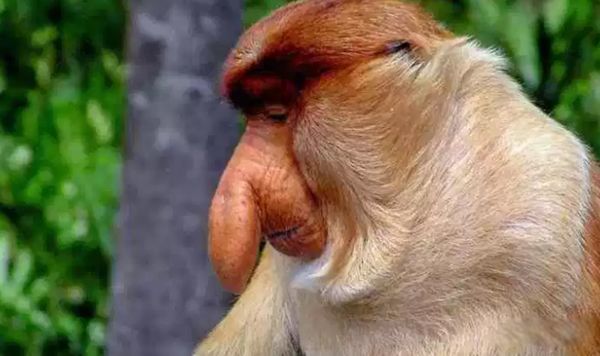 �����������ĺ��ӳ�ʲô�� �������ں��ͼƬ����