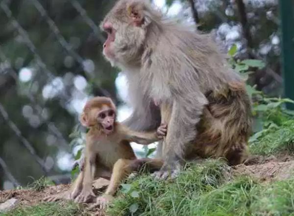 �����������ĺ��ӳ�ʲô�� �������ں��ͼƬ����