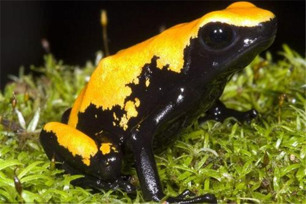 �ƽ�����ܾ����ж඾ �ƽ������vs�۾�����˭�Ķ���ǿ