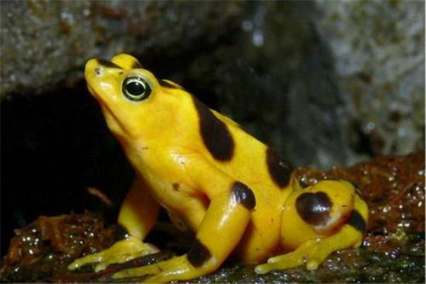 �ƽ�����ܾ����ж඾ �ƽ������vs�۾�����˭�Ķ���ǿ