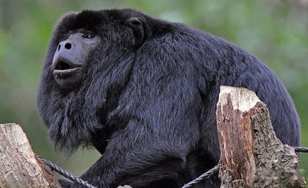 �����������ĺ��ӳ�ʲô�� �������ں��ͼƬ����