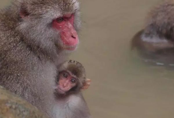 �����������ĺ��ӳ�ʲô�� �������ں��ͼƬ����