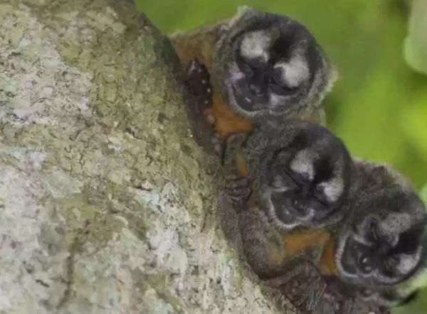 �����������ĺ��ӳ�ʲô�� �������ں��ͼƬ����