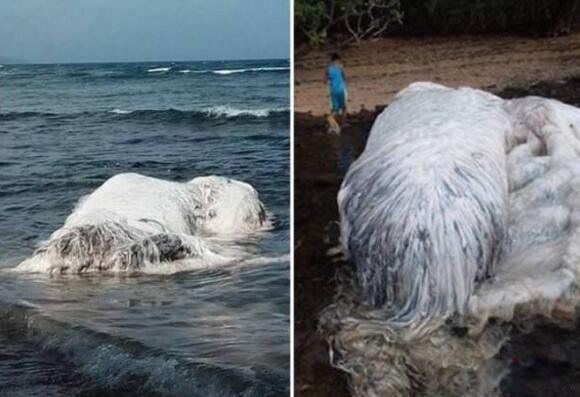 �ϷǺ��ֳ�ë��ͼƬ ����Ŀ���¼�������ʲô