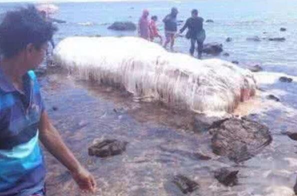 �ϷǺ��ֳ�ë��ͼƬ ����Ŀ���¼�������ʲô