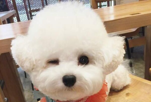 smile dog΢Ц���ֲ�ԭͼ smiledogjpg΢Ц������Ƭԭͼûp֮ǰ