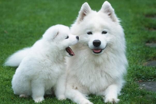 smile dog΢Ц���ֲ�ԭͼ smiledogjpg΢Ц������Ƭԭͼûp֮ǰ