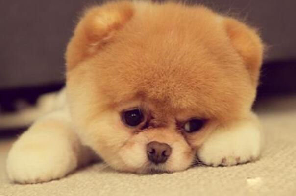 smile dog΢Ц���ֲ�ԭͼ smiledogjpg΢Ц������Ƭԭͼûp֮ǰ
