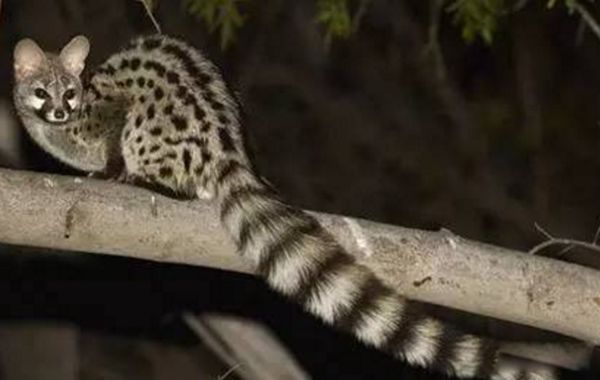 ��β��ԭ�ͳ�ʲô���� ԭ����ʲô����ͼƬ