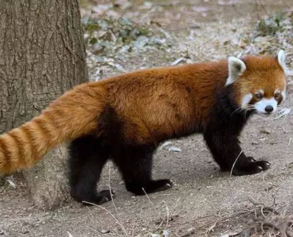 ��β��ԭ�ͳ�ʲô���� ԭ����ʲô����ͼƬ