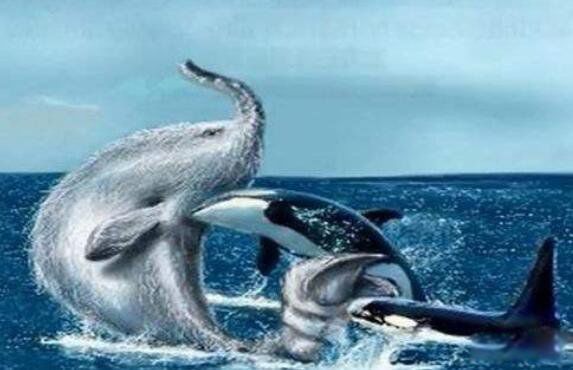 �ϷǺ��ֳ�ë��ͼƬ ����Ŀ���¼�������ʲô