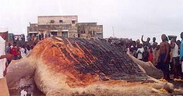 �ϷǺ��ֳ�ë��ͼƬ ����Ŀ���¼�������ʲô