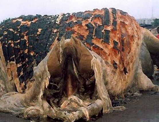 �ϷǺ��ֳ�ë��ͼƬ ����Ŀ���¼�������ʲô