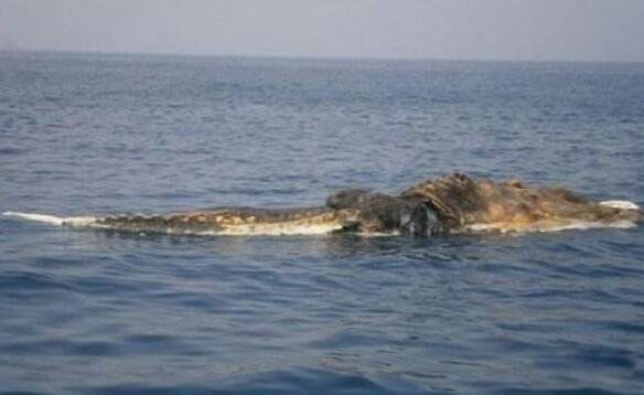 �ϷǺ��ֳ�ë��ͼƬ ����Ŀ���¼�������ʲô