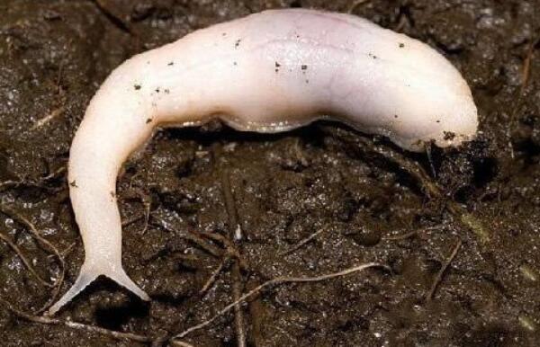 幽灵蛞蝓是什么动物图片 是外来物种中国有吗