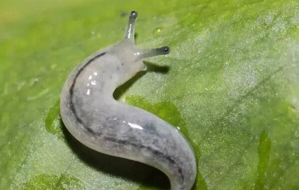 幽灵蛞蝓是什么动物图片 是外来物种中国有吗