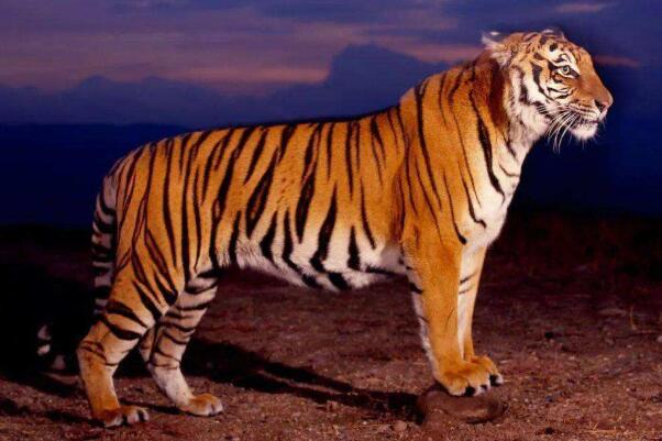 目前世界上华南虎还有多少只 野生华南虎灭绝了吗