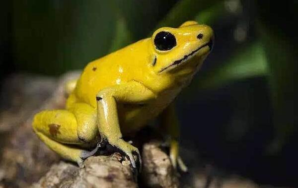 最毒的动物排行榜前十名 世界上最毒的动物第一名是什么