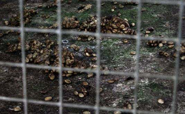 èʺ����ԭ�������ĸ����� èʺ���ȱ���Ĳ�������