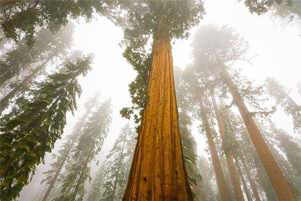 5大最高的树排名 排名第一高的树是什么树