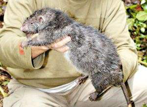 �ж�ŵ�����¼�ʳ���� �ж�ŵ�������������ж��