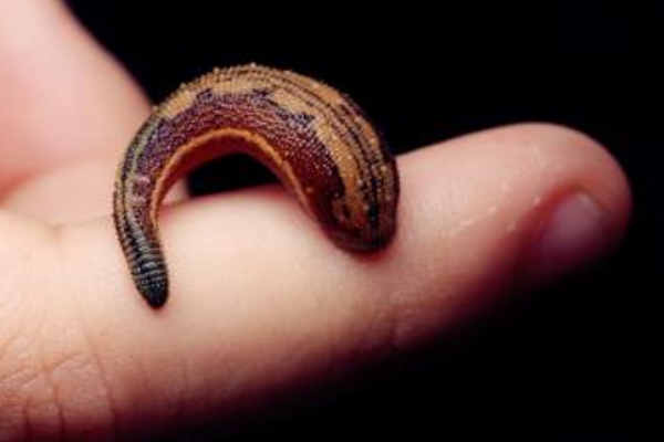 山蚂蝗的图片长什么样子 什么可以灭山蚂蝗