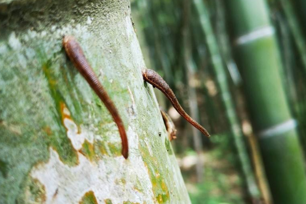 山蚂蝗的图片长什么样子 什么可以灭山蚂蝗