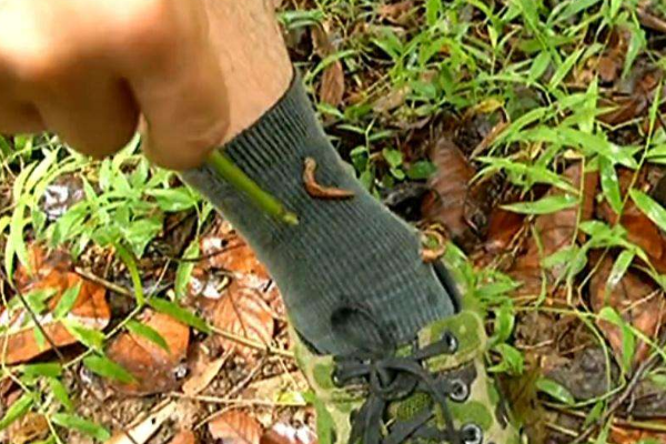 山蚂蝗的图片长什么样子 什么可以灭山蚂蝗