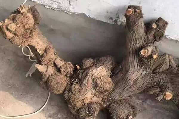 ����һ����������Ļ���ɶ��˼ ����Ȧ�Ľ��ɵ���ָ����ʲô