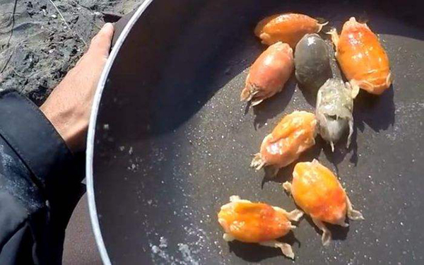 恶心虫子图片 超恶心的10大寄生虫是什么