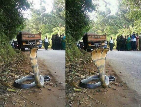 ӡ����ͷ����ʵͼƬ�ж���� ��ͷ����Ĵ�����