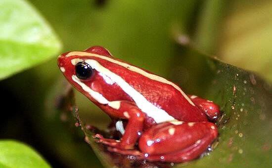 红带箭毒蛙图片介绍 颜色艳丽的红带箭毒蛙有毒吗