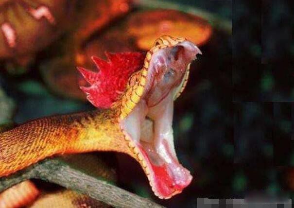 ӡ����ͷ����ʵͼƬ�ж���� ��ͷ����Ĵ�����