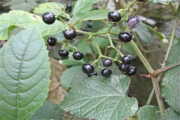 ĸ���ٵ�ͼƬ�͹�Ч��ʲô���� ��ĸ���ٵ����ι�Ч