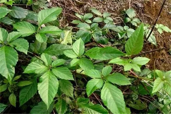 ĸ���ٵ�ͼƬ�͹�Ч��ʲô���� ��ĸ���ٵ����ι�Ч