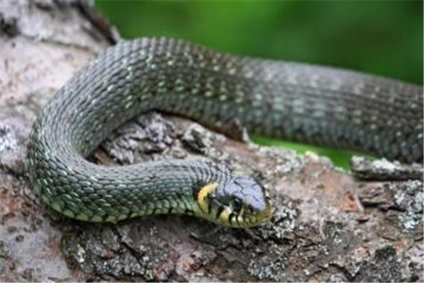 �ߵ��ߴ����� �ߴ�ָ�����ߵ��ĸ���λ