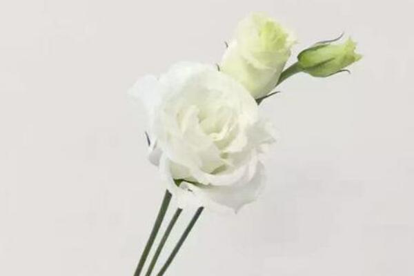 ��۹����Ļ����Ԣ����ʲô ����ʲô��