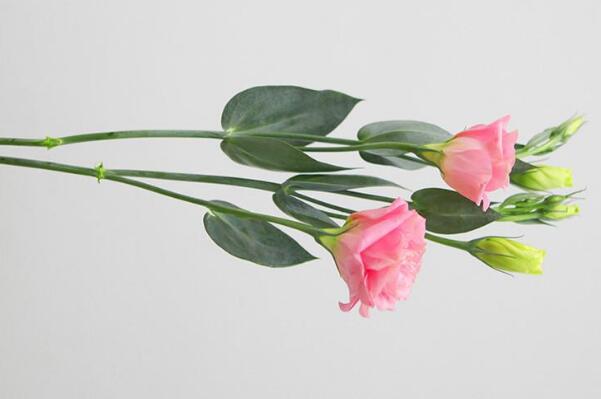 ��۹����Ļ����Ԣ����ʲô ����ʲô��