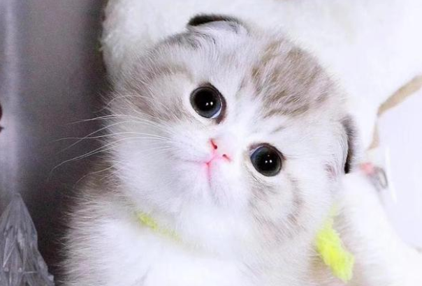 �۶�è��ʲôƷ�ֵ�è Ϊʲô������һ���ᷢ����