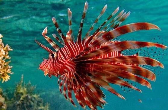 �������ɺ����ж�������� ����ĺ����������ɺ�������